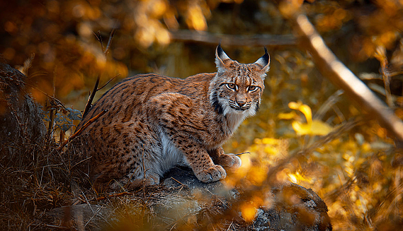 Le lynx boréal, victime du braconnage - Fondation 30 Millions d'Amis