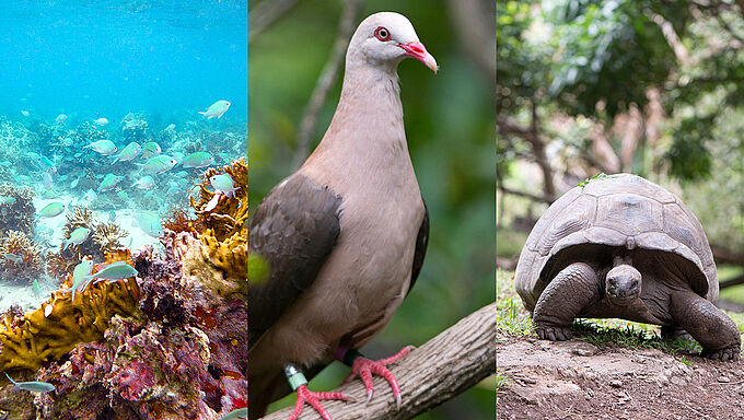 Sur l'Île Maurice, plusieurs centaines d'espèces animales mises en péril par la marée noire. Partagez l'info !