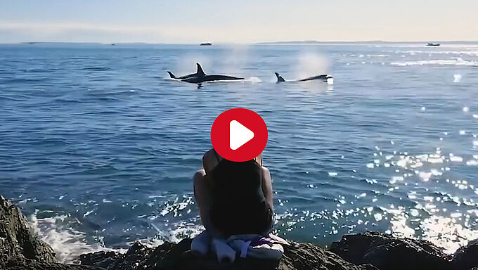 Avec Little Gypsy, « voyagez responsable » pour les animaux