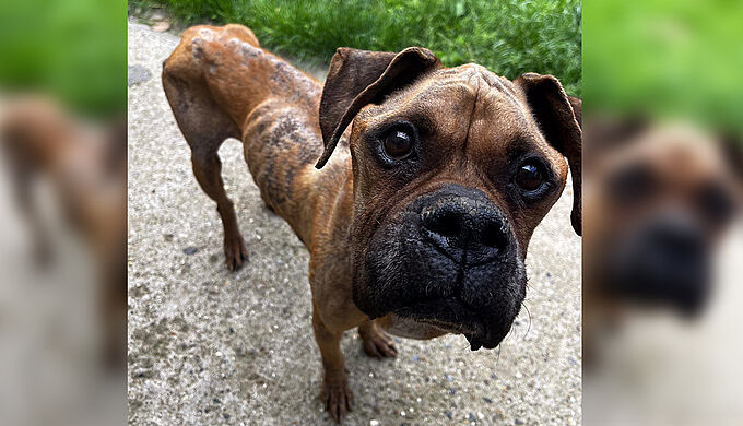 La Fondation 30 Millions d’Amis sauve 3 chiens abandonnés dans des maisons inhabitées