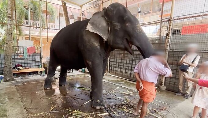 Le triste sort d’une éléphante en cage dans le temple d’une célèbre guide spirituelle en Inde