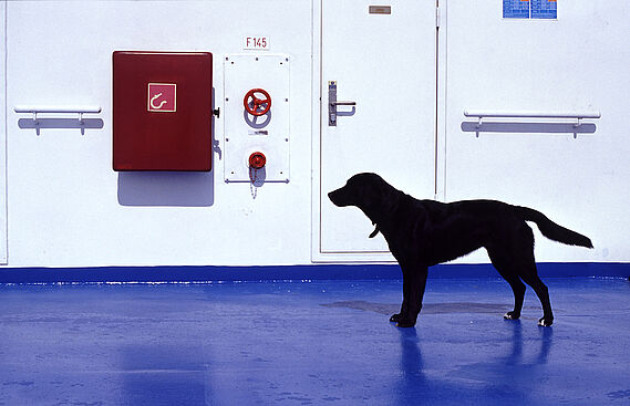 Corse : les animaux interdits dans les cales des ferries