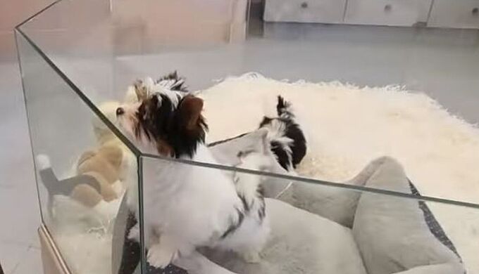 Vente de chiens et de chats : l’État cède à la pression des animaleries