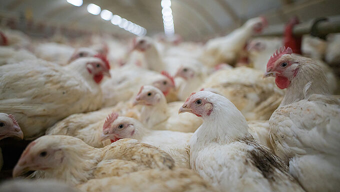 Au Crédit Agricole, votre épargne n'épargne pas les poulets. Partagez l'info !