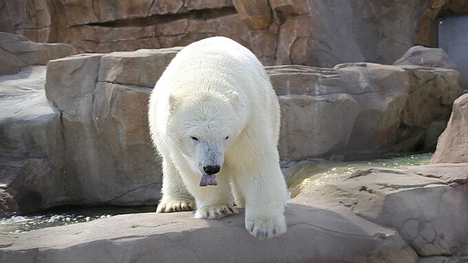 Polémique autour de la captivité d’un ours polaire au Marineland d’Antibes