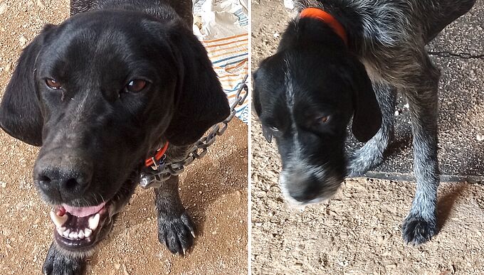 Il quitte son logement et abandonne ses deux chiens