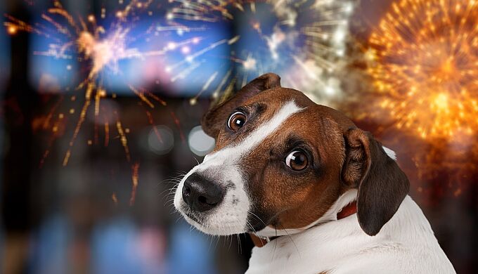 Feux d’artifice, retrouvez tous nos conseils pour protéger votre animal