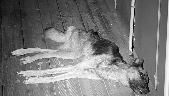 Ils laissent leur chienne blessée mourir de faim sur la terrasse ! 