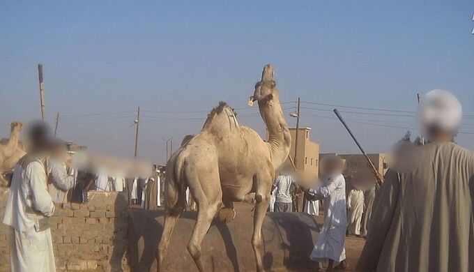 Tourisme en Egypte : des animaux exploités et laissés pour morts !
