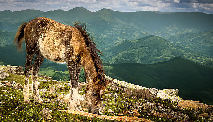 Incendies au Pays-Basque : une chaîne de solidarité pour sauver les animaux survivants