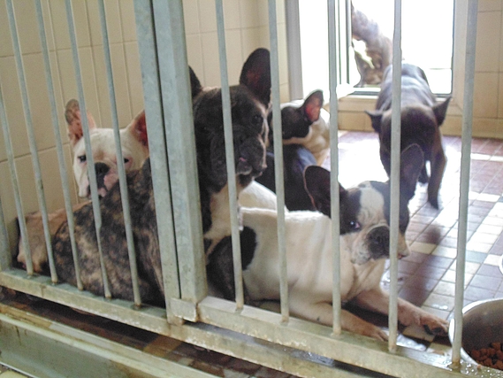 Une trentaine de chiens pris en charge par la Fondation près d’Agde