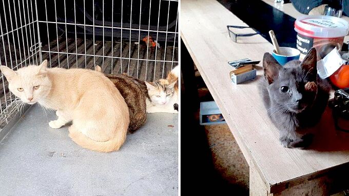 Une dizaine de chats sauvés d’une situation catastrophique