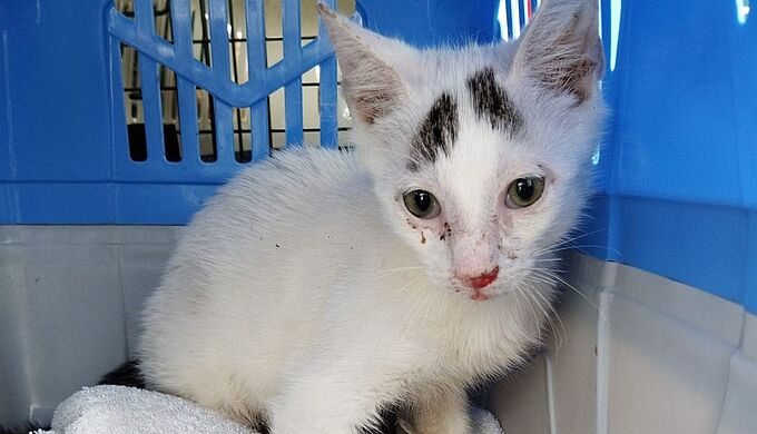 117 cadavres de chats et 40 survivants découverts dans un mobile-home