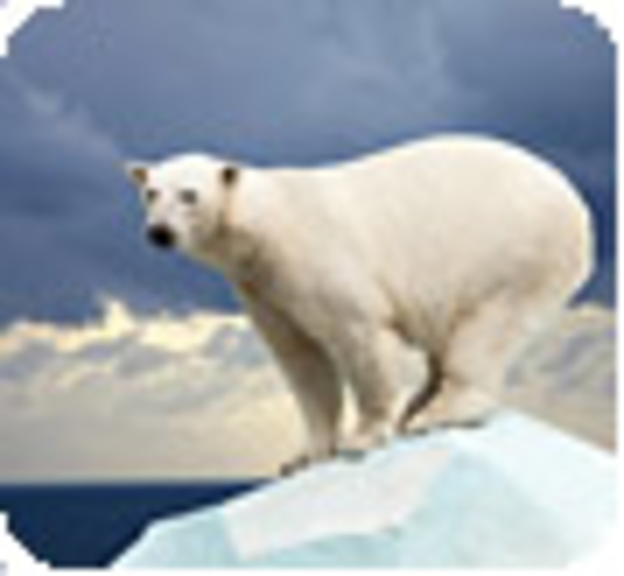 Le commerce de l'ours polaire ne sera pas interdit !
