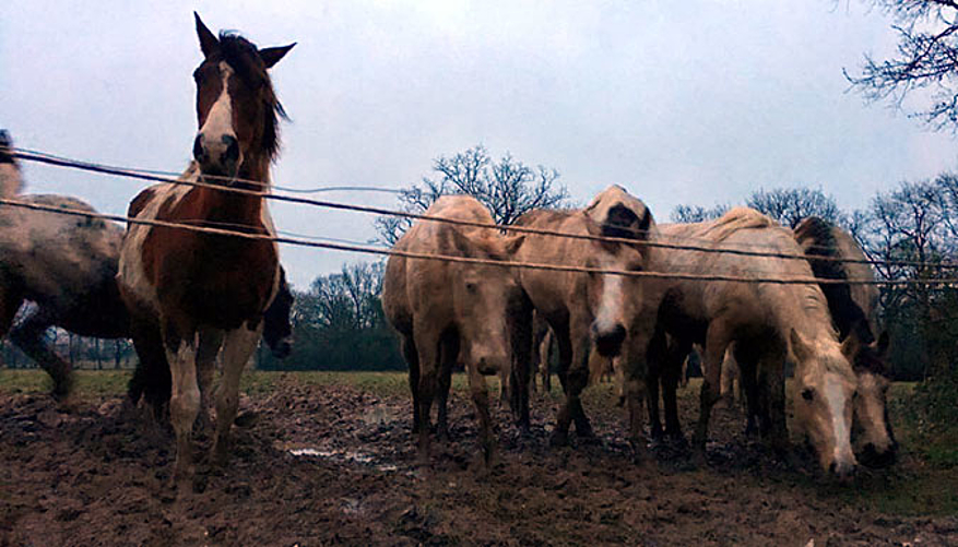 Les chevaux sont délaissés dans un élevage. © Fondation 30 Millions d'Amis