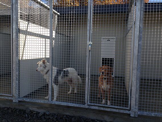 SOS adoption au refuge de Châtellerault (86)