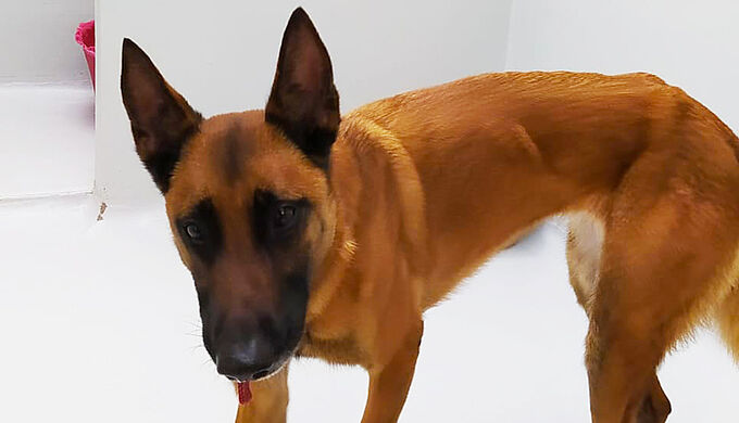 Sous-alimentée, Marley a été sauvée par la Fondation 30 Millions d’Amis à Saint-Denis (93)