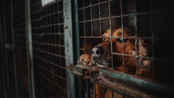Pendaisons, cadavres, chiens congelés… Le 