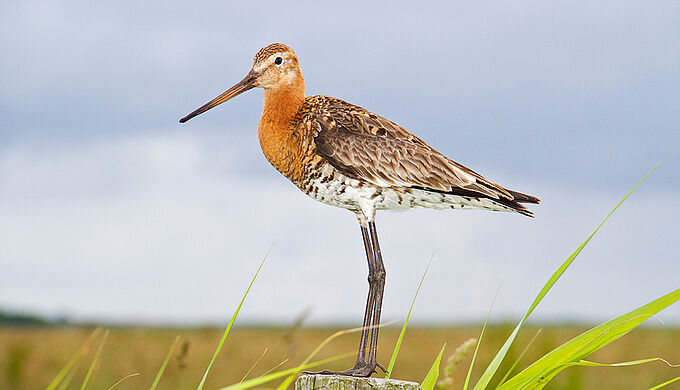Oiseaux en sursis !