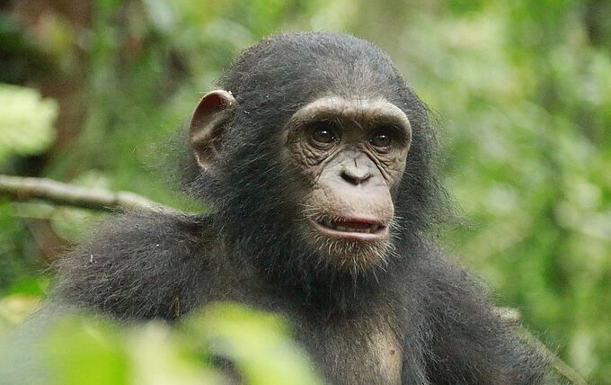 Opération coup de coeur : soigner les chimpanzés orphelins au Cameroun