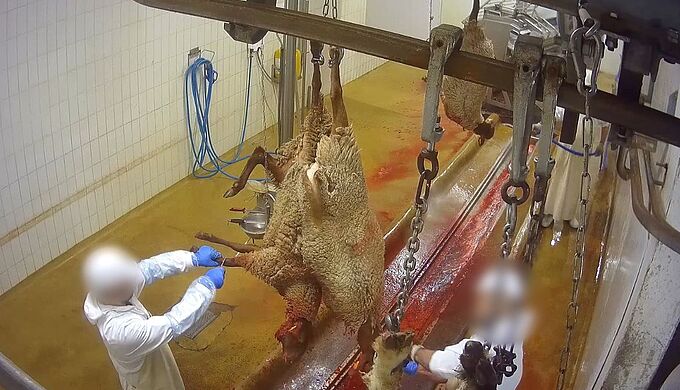 L’abattoir de Meaux dans le viseur de L214