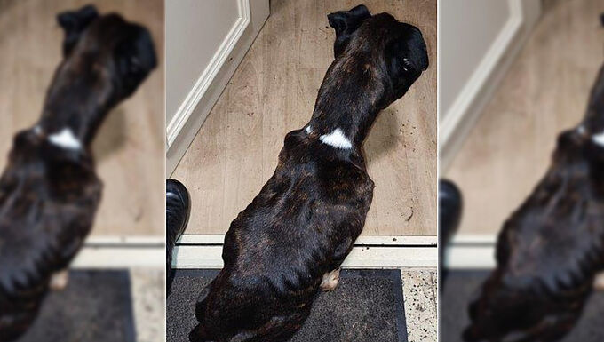 Deux chiens cachectiques et un chat secourus par la Fondation 30 Millions d’Amis à la veille de Noël