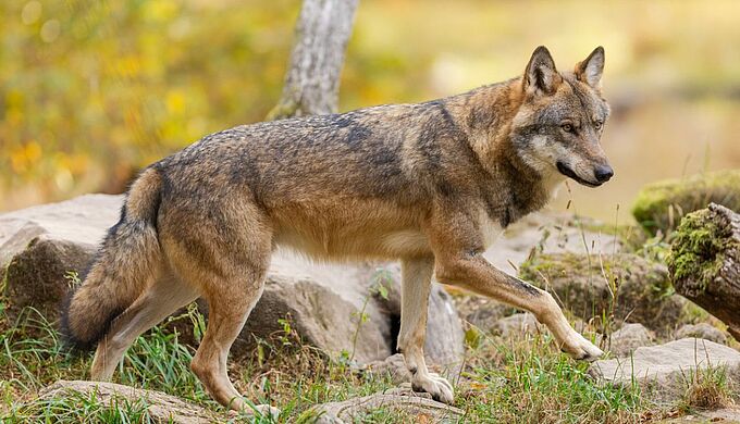 Loups : non à l'assouplissement des conditions de tirs !