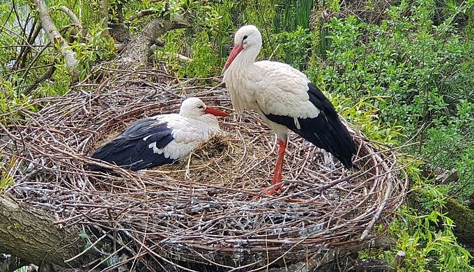 Grand Est : des cigognes en hausse malgré une mauvaise année pour les cigogneaux