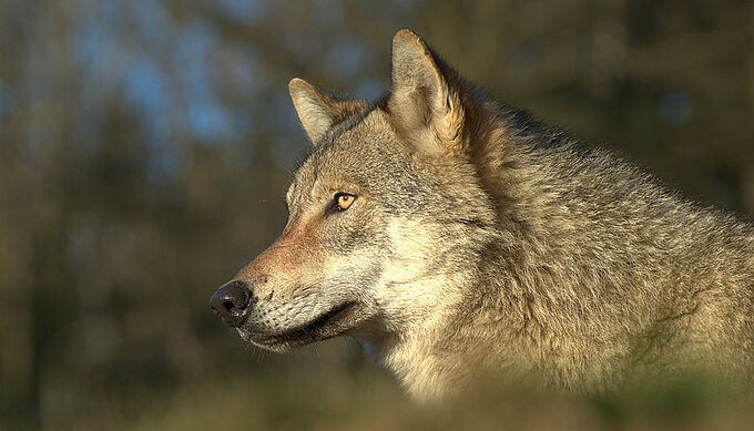 Nouveau Plan loup : « tout est fait pour tuer plus de loups »