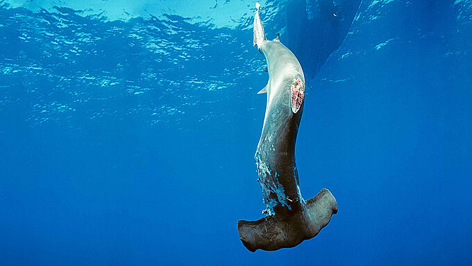 Plus que quelques jours pour se mobiliser pour mettre fin au massacre des requins. Rejoignez le combat !