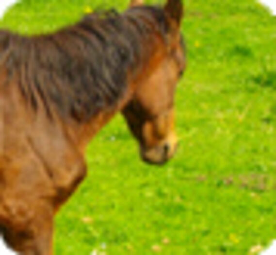 Deux poneys sont morts à l’issue d’un martyre de 3 ans !