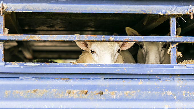 Pendant la crise sanitaire, les interminables transports d'animaux vivants continuent. Dites stop !
