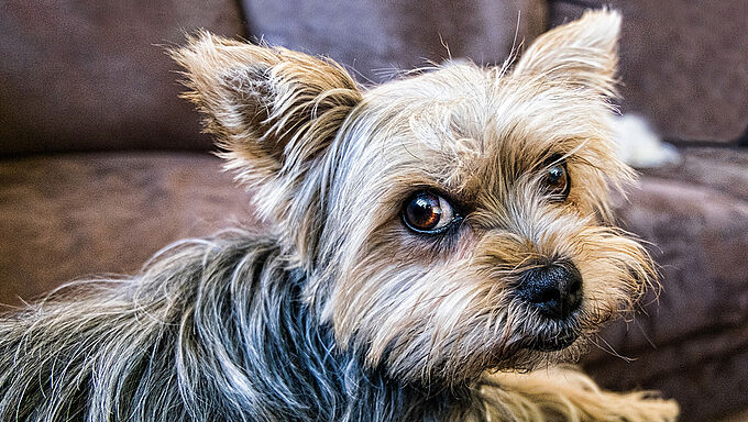 Un chien enterré vivant dans un sac poubelle : la Fondation 30 Millions d'Amis sera partie civile