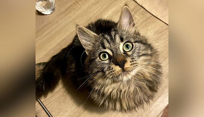 Ce chat a été sauvagement tué dans le Gard