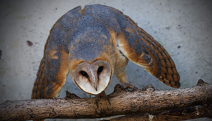 Des bénévoles s'organisent pour secourir les animaux sauvages blessés. Une initiative à partager !