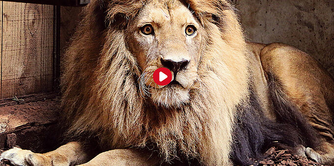 Après des années dans la cage d’un cirque, le lion Simba pris en charge par la Fondation