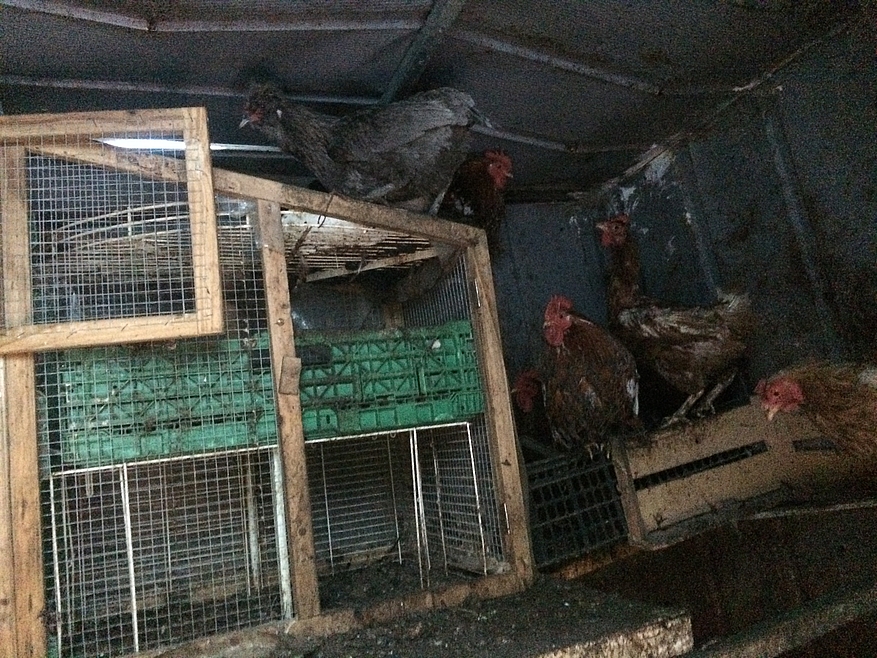 Des cages sombres pour les volailles... ©Fondation 30 Millions d'Amis