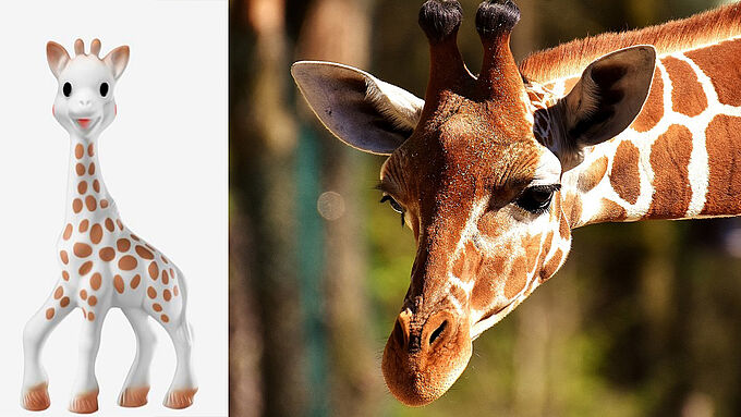 Des souvenirs de Sophie la girafe ? Dans la nature, l'espèce pourrait disparaître…