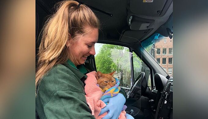 Amsterdam : des échelles bientôt installées près des canaux pour sauver des chats de la noyade