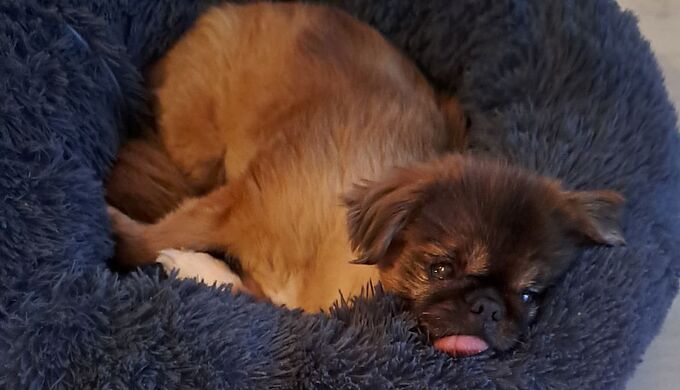 Touchée par le décès de cet homme, elle adopte son chien