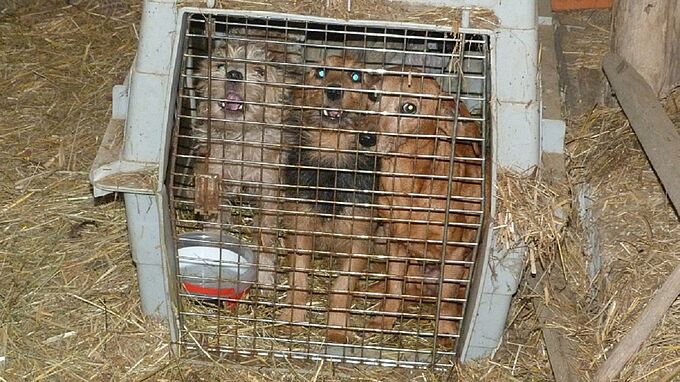 Maltraités, affamés, enfermés, une dizaine d'animaux secourus par 30 Millions d'Amis dans le Cher