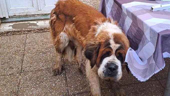 La Fondation 30 Millions d’Amis au secours d’un Saint-Bernard vivant dans une courette