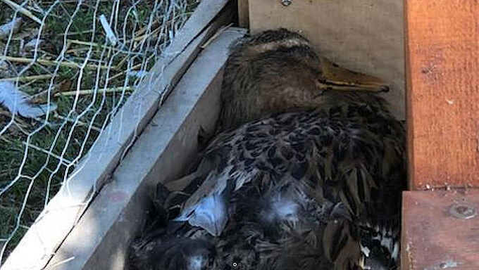 Indignation : massacre d’animaux dans une ferme pédagogique
