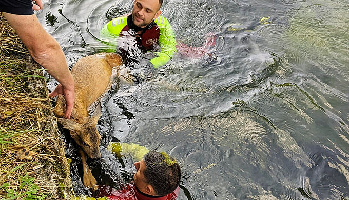 Un cervidé sauvé de la noyade par les pompiers. Bravo aux sauveteurs !