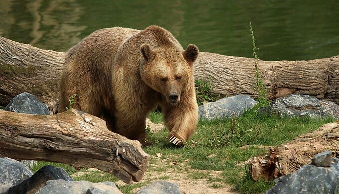 La population d’ours des Pyrénées menacée par la consanguinité