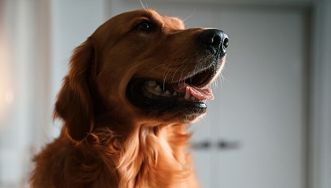 Abandonné dans un appartement, un Golden Retriever retrouvé mort