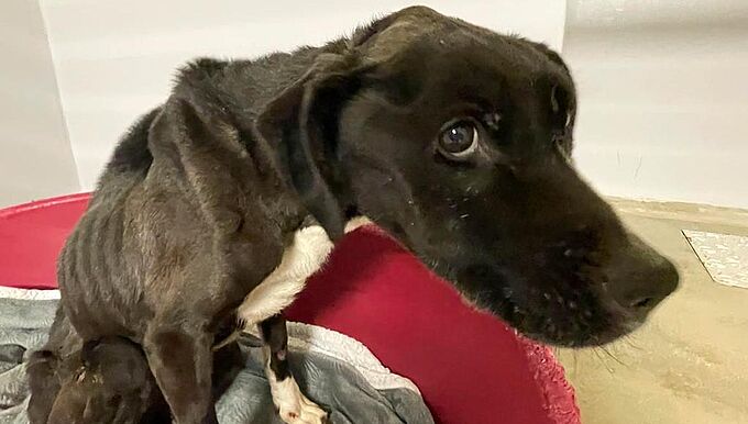 Cette chienne squelettique sauvée in extremis à quelques jours de Noël