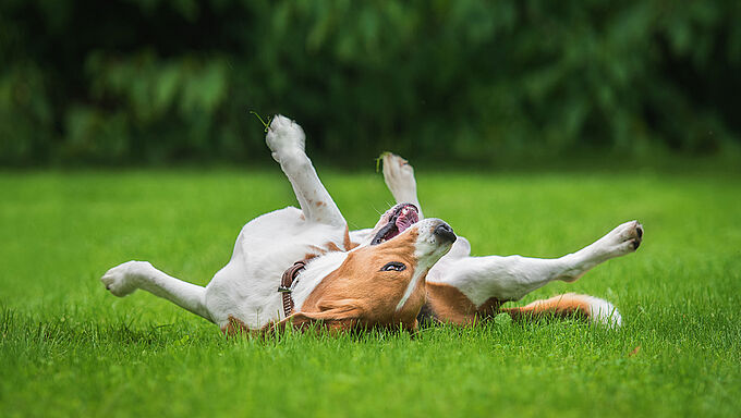 8 comportements étranges de vos animaux enfin décryptés !