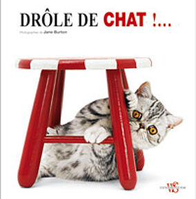 Drôle de chat