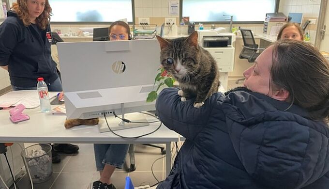 Loulou, chat aveugle, a trouvé ses nouveaux Chouchous